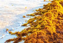 HPCL -Partners- with -Sea6 -Energy -for -Seaweed -Biomass -Technology -Development