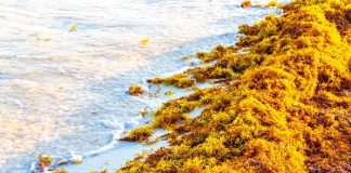 HPCL -Partners- with -Sea6 -Energy -for -Seaweed -Biomass -Technology -Development