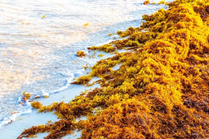 HPCL -Partners- with -Sea6 -Energy -for -Seaweed -Biomass -Technology -Development