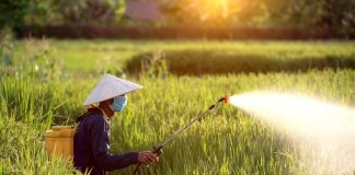 Government- Approves -Extension -of -DAP- Subsidy