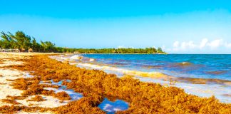 seaweed-sector-poised-for-₹3277-crore-growth-in-a-decade
