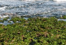 seaweed-farming-boosting-green-growth