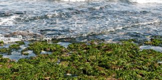 seaweed-farming-boosting-green-growth
