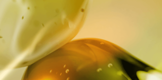 eurofragance-launches-olivante-a-perfumery-ingredient