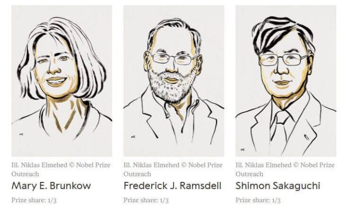 peripheral-immune-tolerance-2025-nobel-advances-immunology