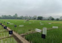 mirova-invests-in-varahas-regenerative-agriculture-project