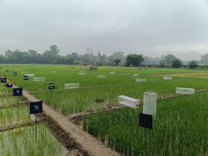 mirova-invests-in-varahas-regenerative-agriculture-project