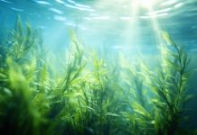 kochi-to-host-7th-india-international-seaweed-expo-2026
