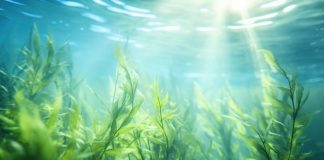 kochi-to-host-7th-india-international-seaweed-expo-2026