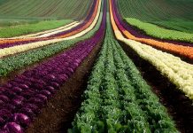varaha-and-kellanova-launch-regenerative-corn-program