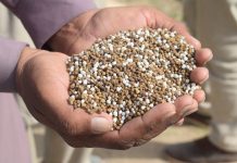 government-tightens-pk-fertilizer-supply-pricing