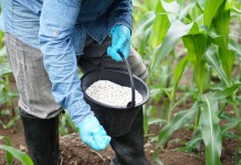 government-increases-fertiliser-buffer-with-spot-market-purchases
