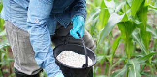 government-increases-fertiliser-buffer-with-spot-market-purchases