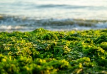 india-must-tap-seaweed-sector-to-accelerate-blue-economy