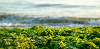 india-must-tap-seaweed-sector-to-accelerate-blue-economy