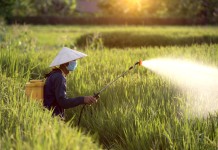 indian-fertiliser-producers-cut-urea-output-amid-lng-disruptions